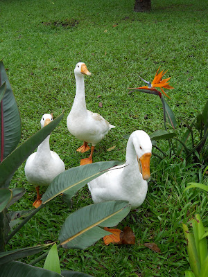 Some of the plantation locals. They were extremely vocal with their greeting