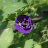 North Bengal Trip, little modified