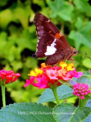 [garden-butterflies%255B4%255D.jpg]