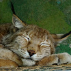 lynx2.JPG