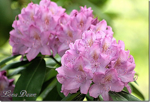 Rhododendron_First