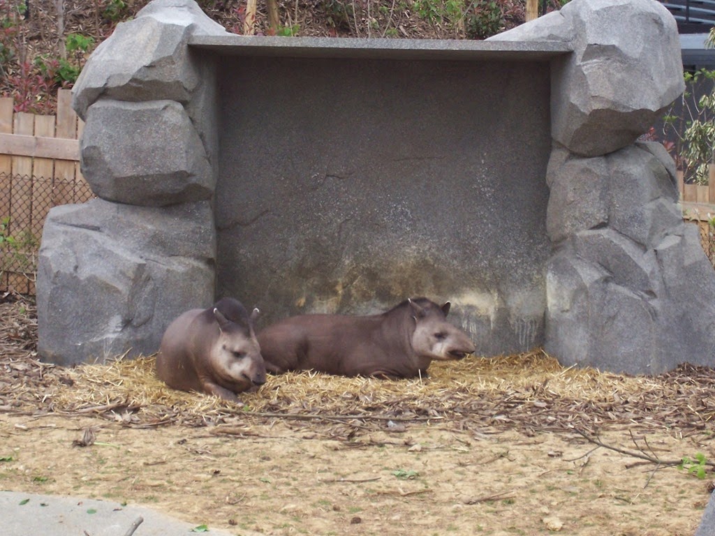 [2014.04.21-063-tapirs5.jpg]
