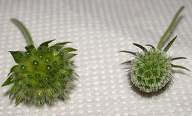 [seed-pods-by-tico2.jpg]