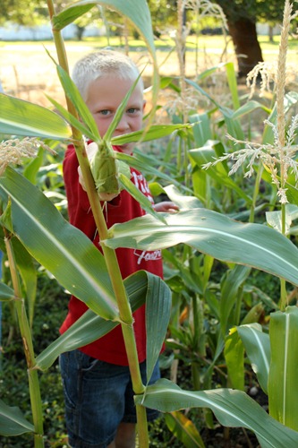 [a%2520taylor%2520corn%255B4%255D.jpg]