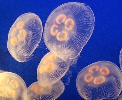 [jellyfishimagesaurelia22.jpg]