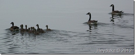 canada geese at tule lake