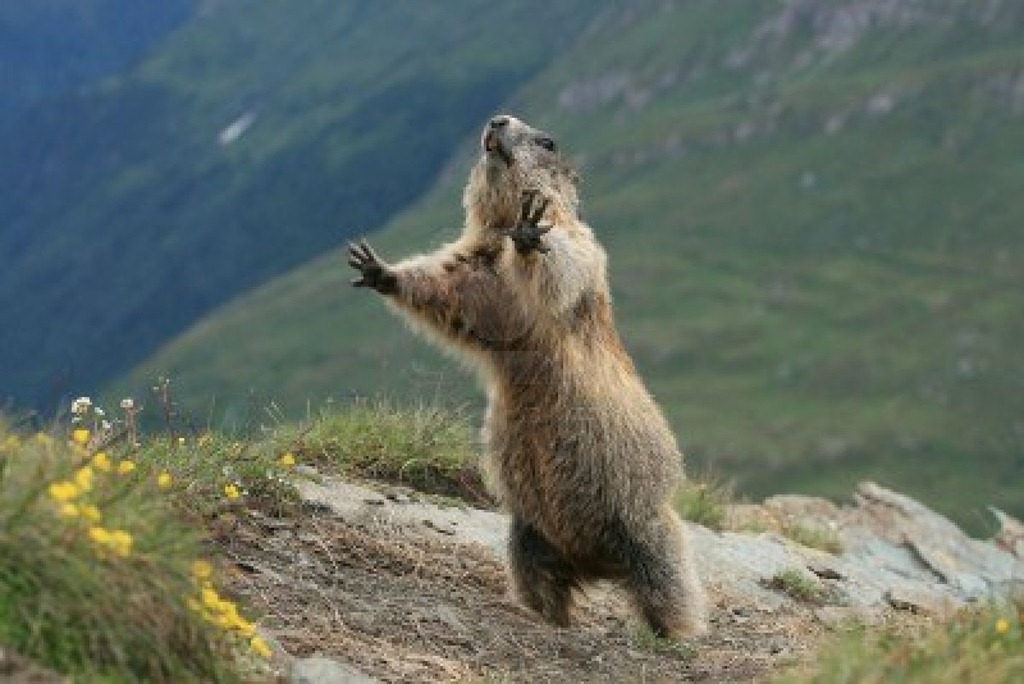 [5169063-detail-of-the-marmot--photograph-an-der-grossglockner%255B4%255D.jpg]