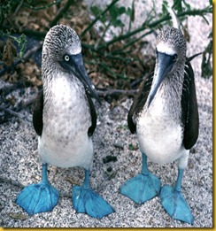 Foto Galapagos Sulla dai Piedi Azzurri Foto Galapagos Sulla dai Piedi Azzurri