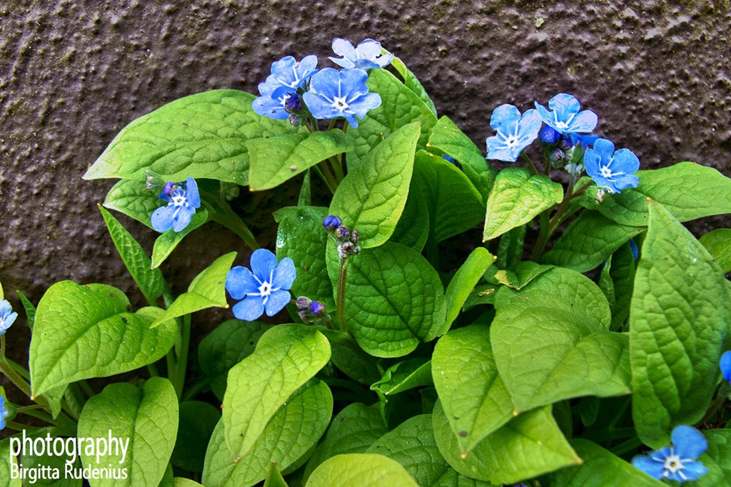 [blom_20120412_blue%255B2%255D.jpg]