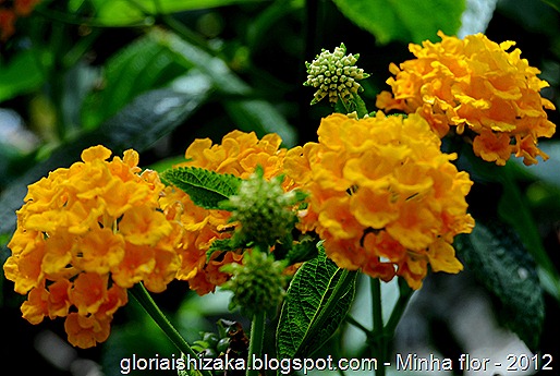 Glória Ishizaka - minhas flores - 2012 - 25
