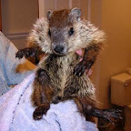 wildlife1.jpg