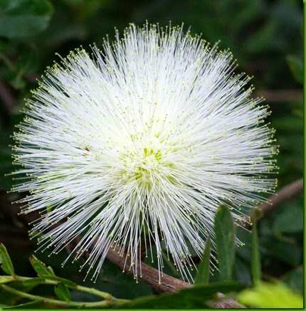 Calliandra haematocephala Calliandra haematocephala