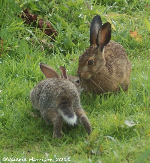 [hare-and-rabbit-2%255B2%255D.jpg]