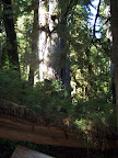 california_sequoia
