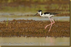 Black-necked Stilt  _ROT4161   NIKON D3S June 04, 2011