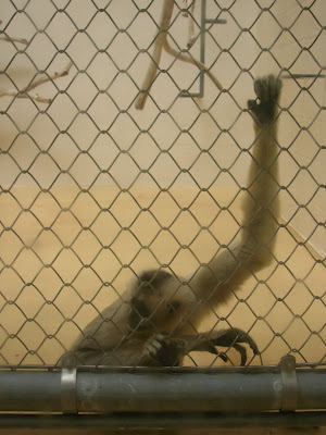 Monkey Just Chilling