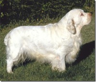 Clumber