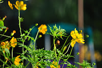 DSC_3229.JPG