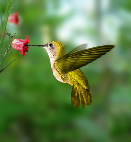 [colibri-de-oro%255B4%255D.jpg]