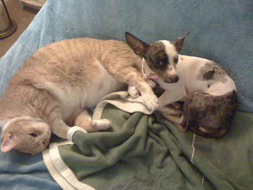 By fostering Pepper we were able to learn she was fine with cats.