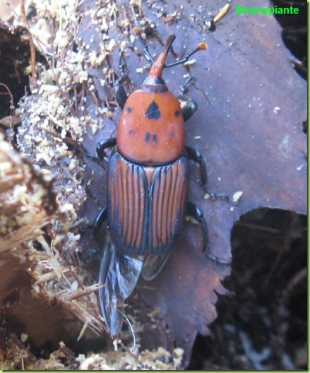 Rhynchophorus ferrugineus punteruolo rosso palme Rhynchophorus ferrugineus punteruolo rosso palme