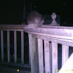 Racoon 025.JPG
