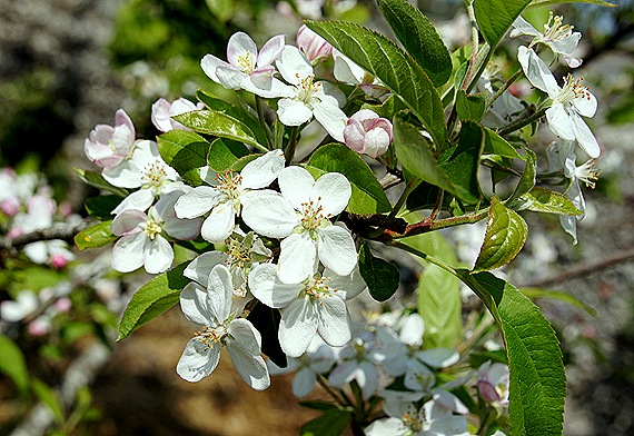 flor da macieira 2 - Gloria Ishizaka