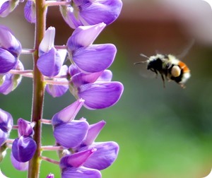 bumble bee