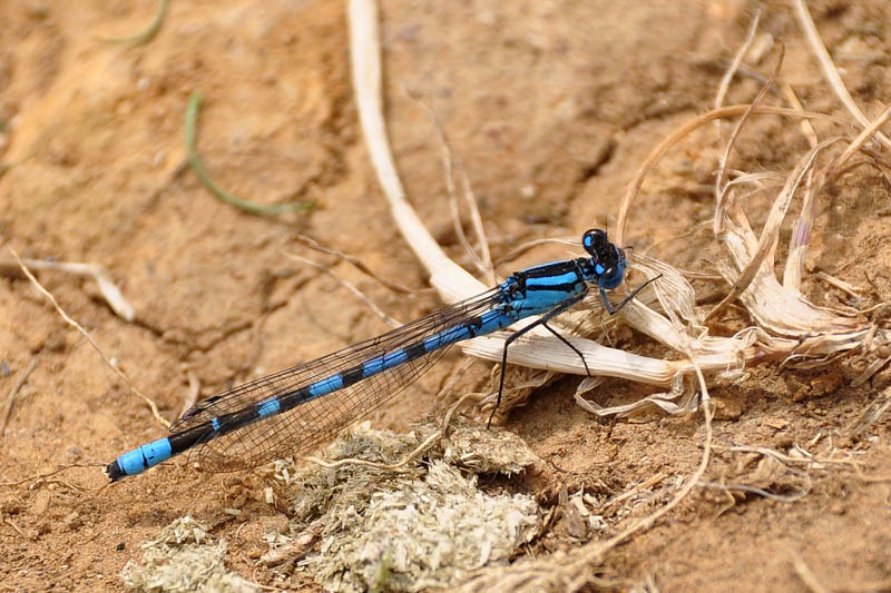 [Damsel%2520fly%255B3%255D.jpg]