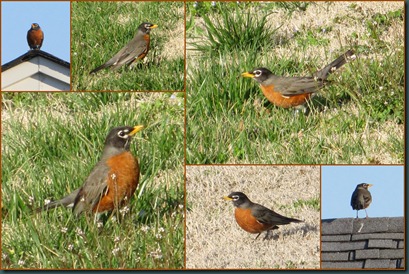 robins robins
