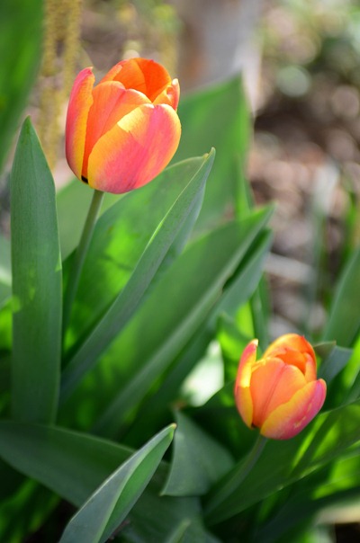 spring walk23 spring walk23