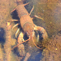 Crayfish