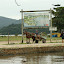There are horse drawn cars everywhere, as the centre of Paraty is closed off to cars and completely pedestrianised.