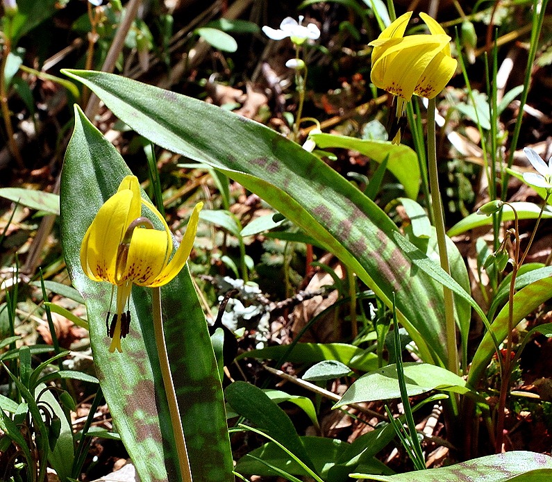 [04---Spring-Wildflowers---Turks-Cap-%255B1%255D.jpg]