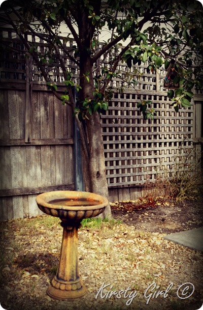 birdbath birdbath
