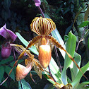 Paphiopedilum praestans