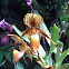 Paphiopedilum praestans