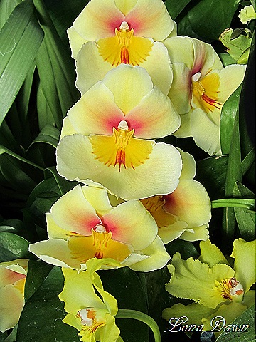 [FPC_Orchid_Yellow_Beauty%255B9%255D.jpg]