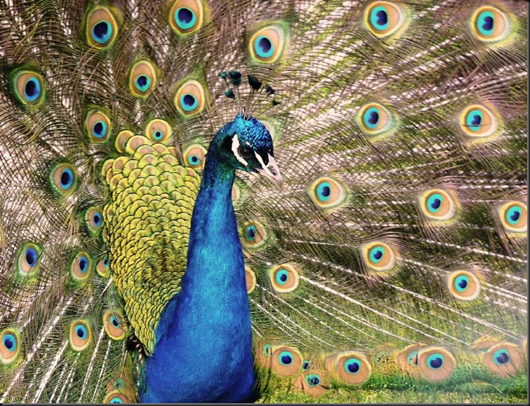 2nd - Shinde S - Peacock (resized) 2011