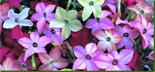 Nicotiana x sanderae 1