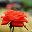 DSC_2541.jpg