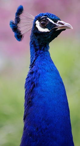 [aviary212.jpg]
