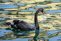 A black swan!