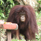 Orang Utang at Kinabalu Park