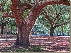 01 another tree 01 another tree