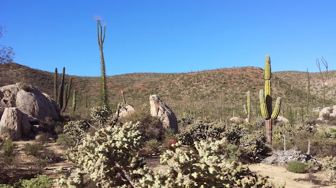 Beautiful Central Baja desert 20131226_130840.jpg