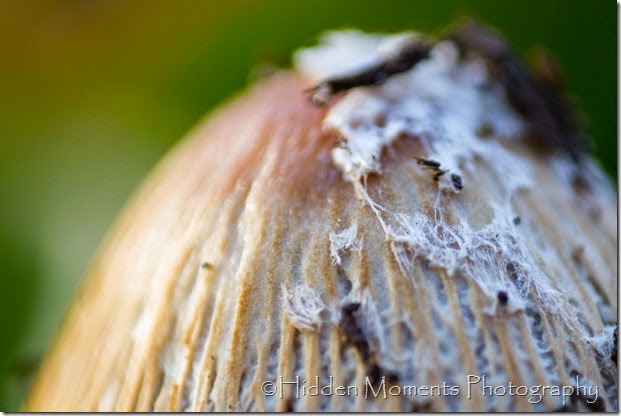 Mushroom 1