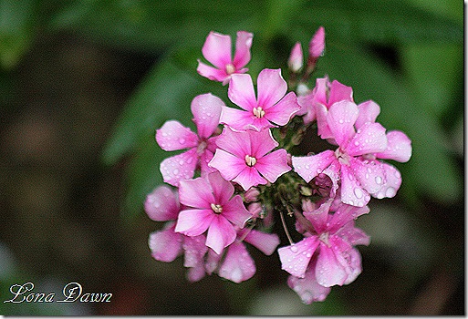 Phlox_MissEllie