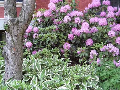 Ribbon Garden on North Side of Commonwealth Avenue