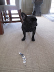 Ok Sharkey, whatever you say.  Come on, G.K.  Let's go run outside!